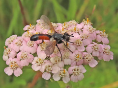 Cylindromyia auriceps