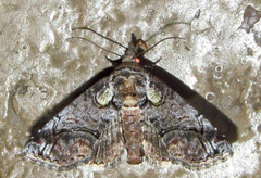 Paectes abrostolella