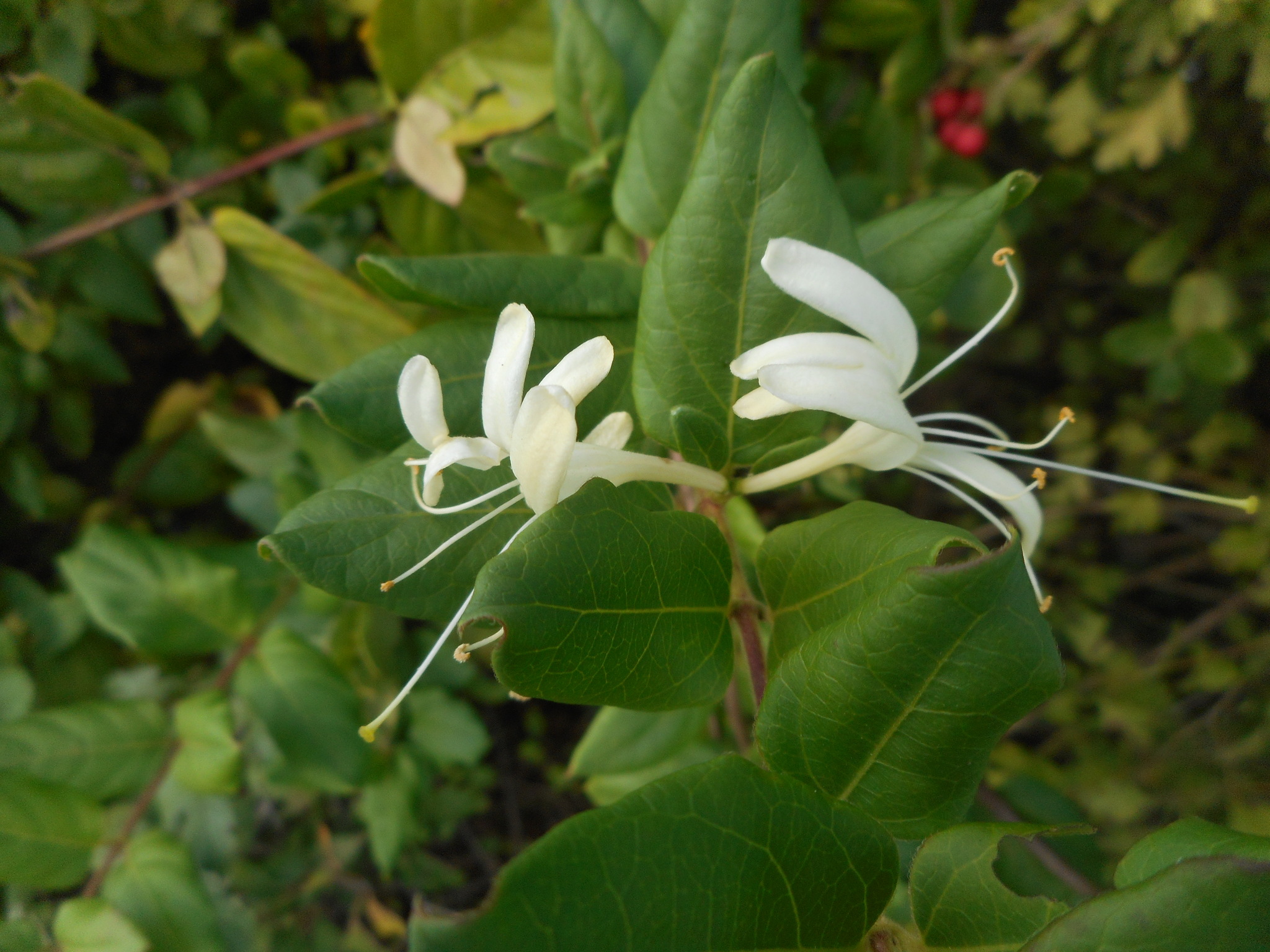 Lonicera japonica