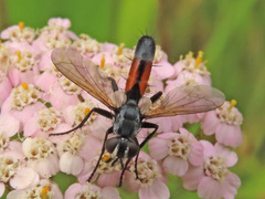 Cylindromyia auriceps