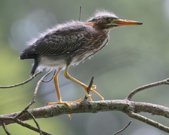 Green Heron photo 6