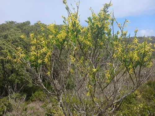 Image of Anthocercis littorea by (c) Leon Perrie, some rights reserved (CC BY)