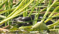 Thamnophis melanogaster