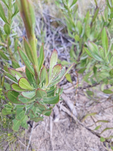 Image of Osteospermum junceum by (c) Adele SL, some rights reserved (CC BY)