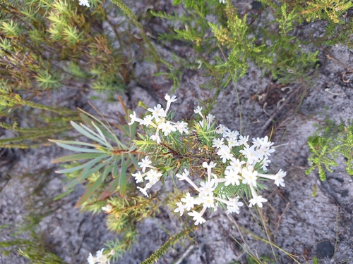 Image of Gnidia pinifolia by (c) Adele SL, some rights reserved (CC BY)
