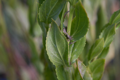 Physostegia correllii