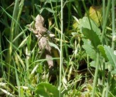 Sceloporus occidentalis