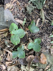 Hepatica asiatica, photograph Maria Khoreva, CC BY, iNaturalist via GBIF