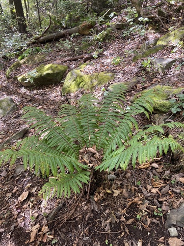 Image of Dryopteris crassirhizoma by (c) Maria Khoreva, some rights reserved (CC BY)