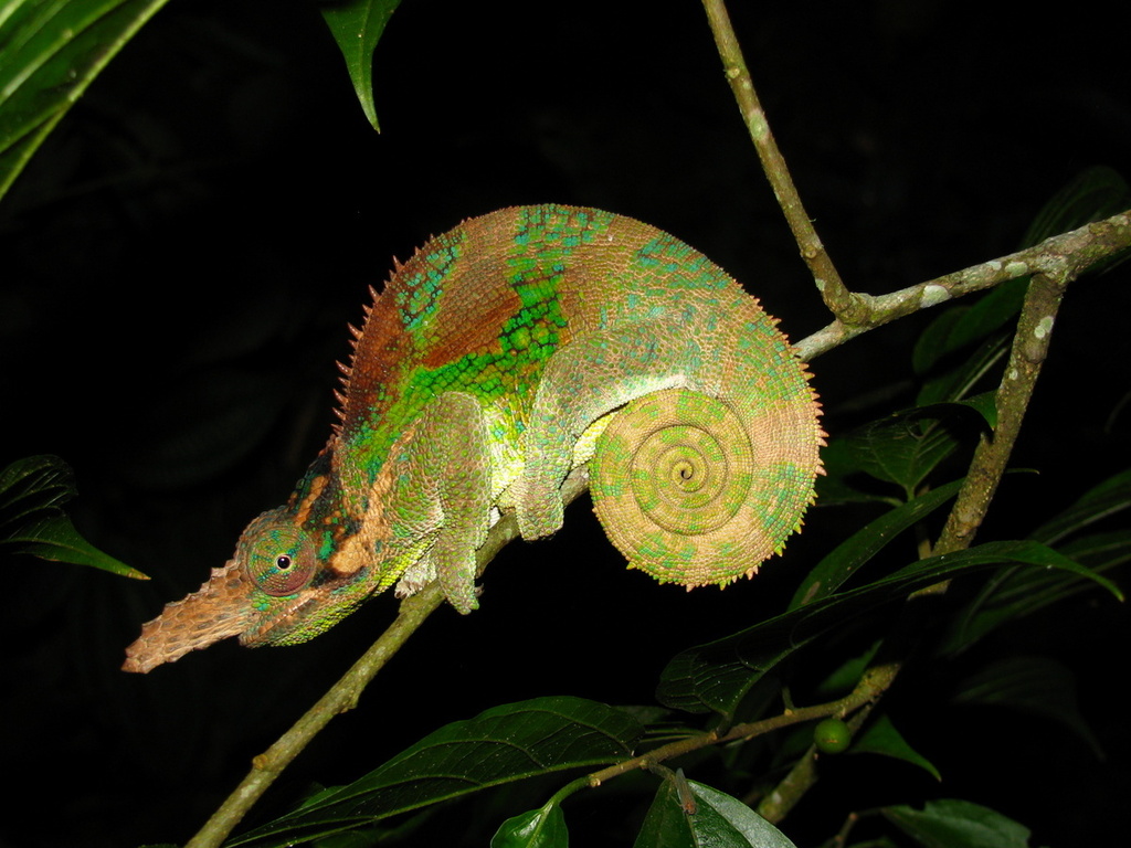 Vosseler's Blade-horned Chameleon (Kinyongia vosseleri)