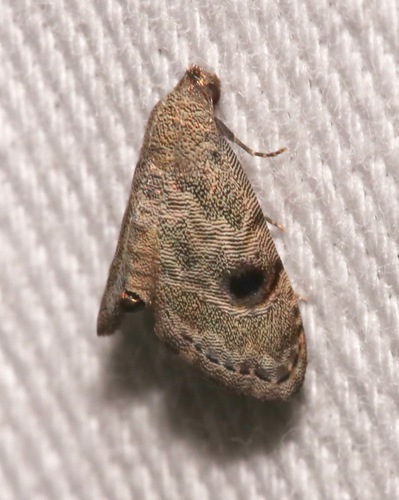 Abablemma brimleyana photo 2