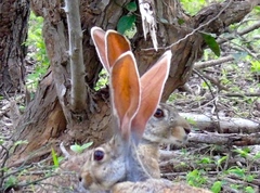 Lepus alleni