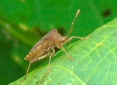 Anasa scorbutica