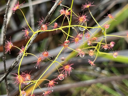 Image of Drosera pallida by (c) dizzyurid, some rights reserved (CC BY)