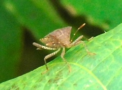 Anasa scorbutica