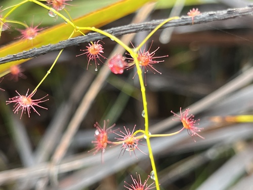 Image of Drosera pallida by (c) dizzyurid, some rights reserved (CC BY)
