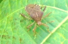 Anasa scorbutica
