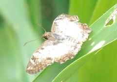 Antigonus emorsa