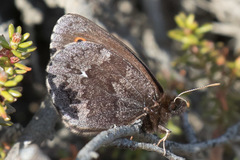 Erebia disa