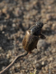 Melinopterus prodromus