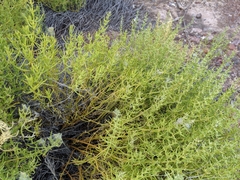 Nitrophila occidentalis
