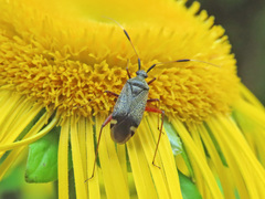 Closterotomus biclavatus