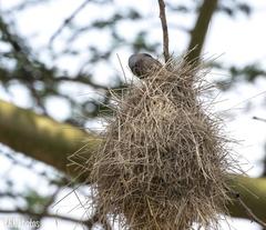 Pseudonigrita arnaudi
