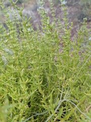 Nitrophila occidentalis