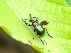 Pilolabus viridans