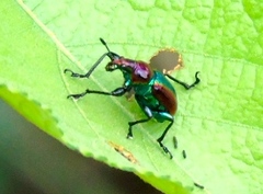 Pilolabus viridans