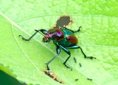 Pilolabus viridans