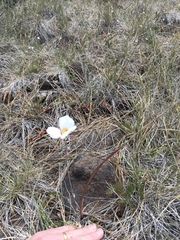 Calochortus howellii