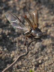 Melinopterus prodromus