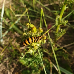 Tyria jacobaeae