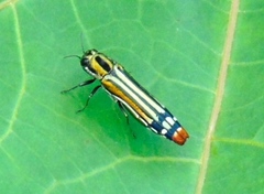 Agrilus catherinae