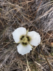 Calochortus howellii