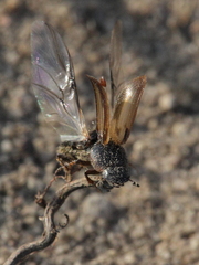Melinopterus prodromus
