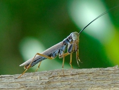 Mantoida maya