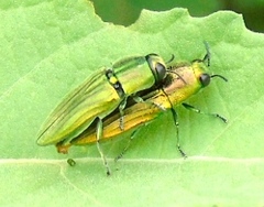 Agaeocera scintillans