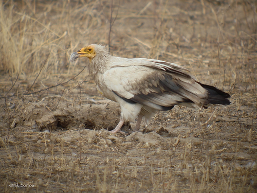 Western Egyptian Vulture