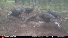 Meleagris gallopavo mexicana