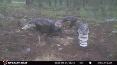 Meleagris gallopavo mexicana