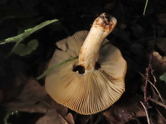 Russula pectinatoides