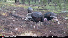 Meleagris gallopavo mexicana