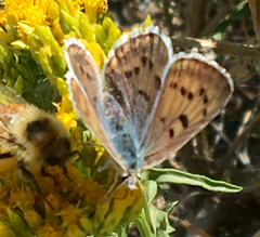 Tharsalea heteronea