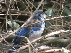 Aphelocoma insularis