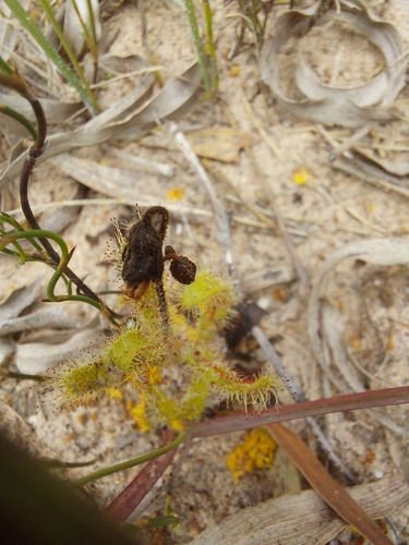 Image of Drosera zeyheri by (c) Dan Mendelowitz, some rights reserved (CC BY)