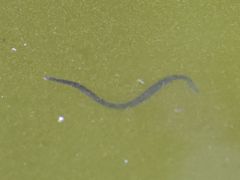 Haemopis sanguisuga