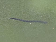 Haemopis sanguisuga