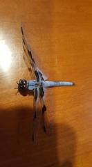 Libellula nodisticta